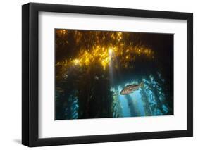 Kelp Bass Saw Perch, Paralabrax Clathratus, San Benito Island, Mexico-Reinhard Dirscherl-Framed Photographic Print