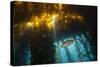 Kelp Bass Saw Perch, Paralabrax Clathratus, San Benito Island, Mexico-Reinhard Dirscherl-Stretched Canvas