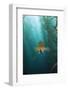 Kelp Bass Saw Perch, Paralabrax Clathratus, San Benito Island, Mexico-Reinhard Dirscherl-Framed Photographic Print