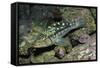 Kelp Bass-Hal Beral-Framed Stretched Canvas