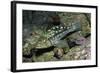 Kelp Bass-Hal Beral-Framed Photographic Print