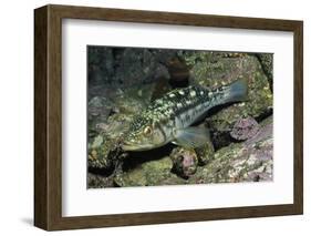 Kelp Bass-Hal Beral-Framed Photographic Print