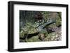 Kelp Bass-Hal Beral-Framed Photographic Print