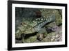 Kelp Bass-Hal Beral-Framed Photographic Print