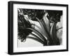 Kelp, c. 1965-Brett Weston-Framed Premium Photographic Print