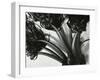 Kelp, c. 1965-Brett Weston-Framed Premium Photographic Print