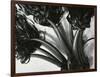 Kelp, c. 1965-Brett Weston-Framed Photographic Print