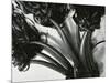 Kelp, c. 1965-Brett Weston-Mounted Photographic Print