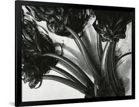 Kelp, c. 1965-Brett Weston-Framed Photographic Print