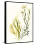 Kelp Collection II-June Vess-Framed Stretched Canvas