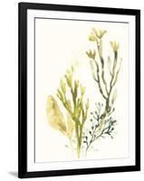 Kelp Collection II-June Vess-Framed Art Print