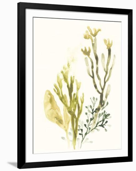 Kelp Collection II-June Vess-Framed Art Print