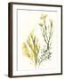 Kelp Collection II-June Vess-Framed Art Print