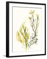 Kelp Collection II-June Vess-Framed Art Print