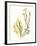 Kelp Collection II-June Vess-Framed Art Print