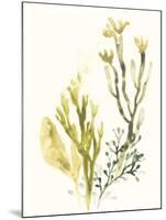 Kelp Collection II-June Vess-Mounted Art Print