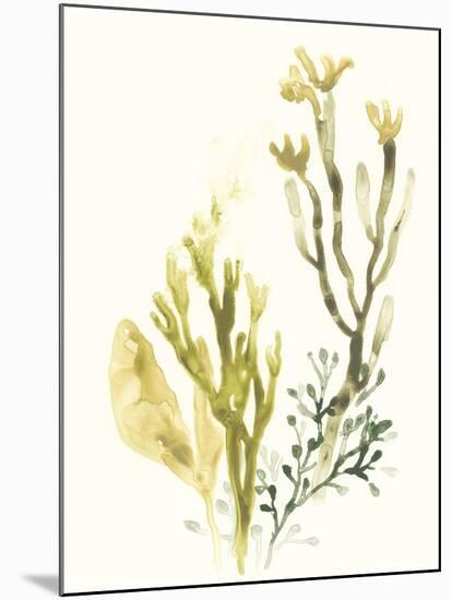 Kelp Collection II-June Vess-Mounted Art Print