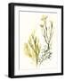 Kelp Collection II-June Vess-Framed Art Print