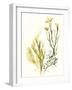 Kelp Collection II-June Vess-Framed Art Print