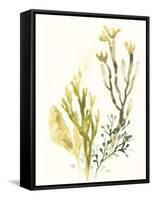 Kelp Collection II-June Vess-Framed Stretched Canvas