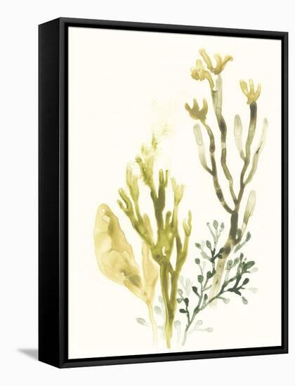 Kelp Collection II-June Vess-Framed Stretched Canvas