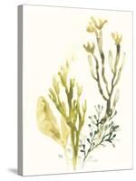 Kelp Collection II-June Vess-Stretched Canvas