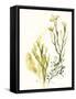 Kelp Collection II-June Vess-Framed Stretched Canvas