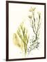 Kelp Collection II-June Vess-Framed Art Print