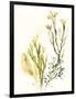 Kelp Collection II-June Vess-Framed Art Print