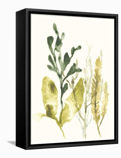 Kelp Collection III-June Vess-Framed Stretched Canvas