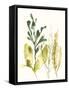 Kelp Collection III-June Vess-Framed Stretched Canvas