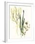 Kelp Collection V-June Vess-Framed Art Print