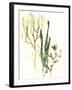 Kelp Collection V-June Vess-Framed Art Print