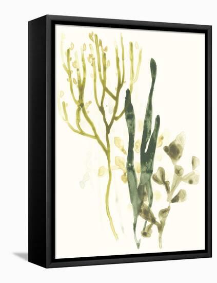 Kelp Collection V-June Vess-Framed Stretched Canvas