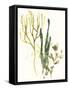 Kelp Collection V-June Vess-Framed Stretched Canvas