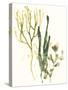 Kelp Collection V-June Vess-Stretched Canvas