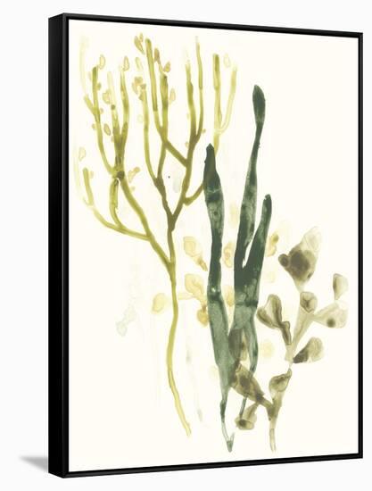 Kelp Collection V-June Vess-Framed Stretched Canvas