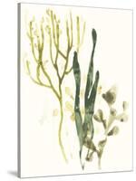 Kelp Collection V-June Vess-Stretched Canvas