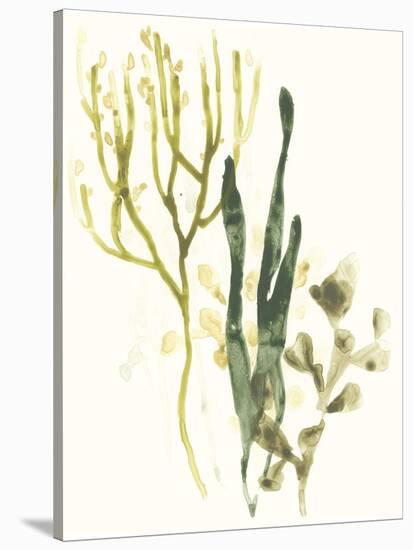 Kelp Collection V-June Vess-Stretched Canvas