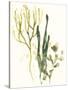 Kelp Collection V-June Vess-Stretched Canvas