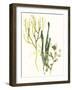 Kelp Collection V-June Vess-Framed Art Print