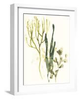 Kelp Collection V-June Vess-Framed Art Print