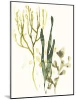 Kelp Collection V-June Vess-Mounted Art Print