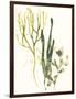 Kelp Collection V-June Vess-Framed Art Print