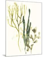 Kelp Collection V-June Vess-Mounted Art Print