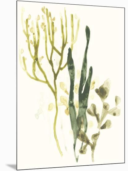 Kelp Collection V-June Vess-Mounted Art Print