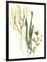 Kelp Collection V-June Vess-Framed Art Print