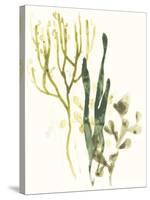 Kelp Collection V-June Vess-Stretched Canvas