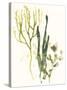 Kelp Collection V-June Vess-Stretched Canvas