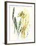 Kelp Collection VI-June Vess-Framed Art Print